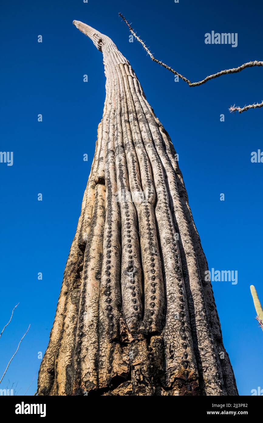 Un vieux cactus Saguaro et une branche d'ocotillo contre un ciel bleu profond. Banque D'Images