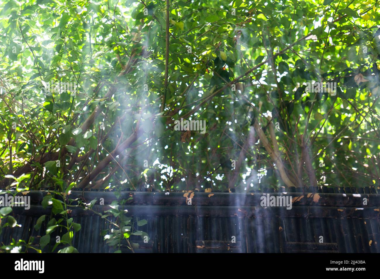Le soleil brille dans la fumée avec des herbes vertes Banque D'Images Le soleil brille dans la fumée avec des herbes vertes Banque D'Images