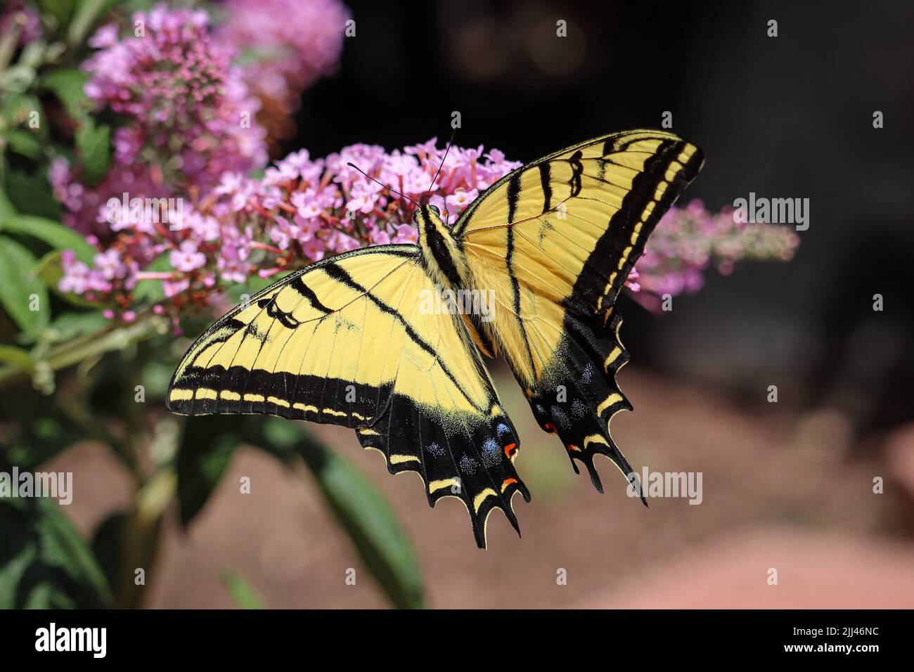 La petite-queue à deux queues ou Papilio multidonnées se nourrissant sur le buisson de papillon à la pépinière Plant Fair de Star Valley, en Arizona. Banque D'Images