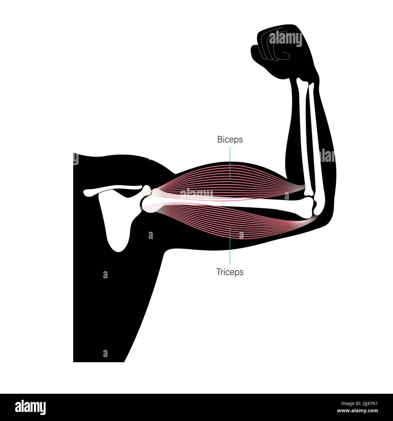 Muscles des biceps et triceps, illustration. Banque D'Images