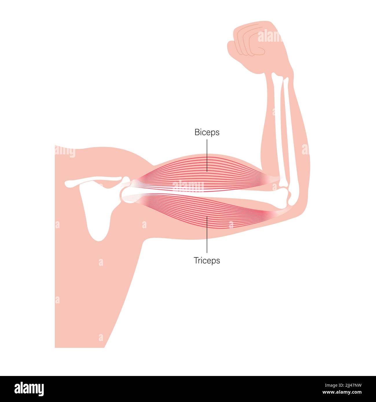 Muscles des biceps et triceps, illustration. Banque D'Images