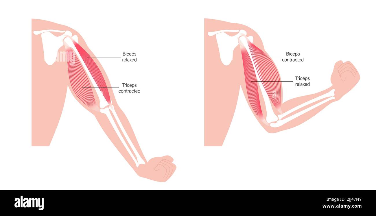 Muscles des biceps et triceps, illustration. Banque D'Images