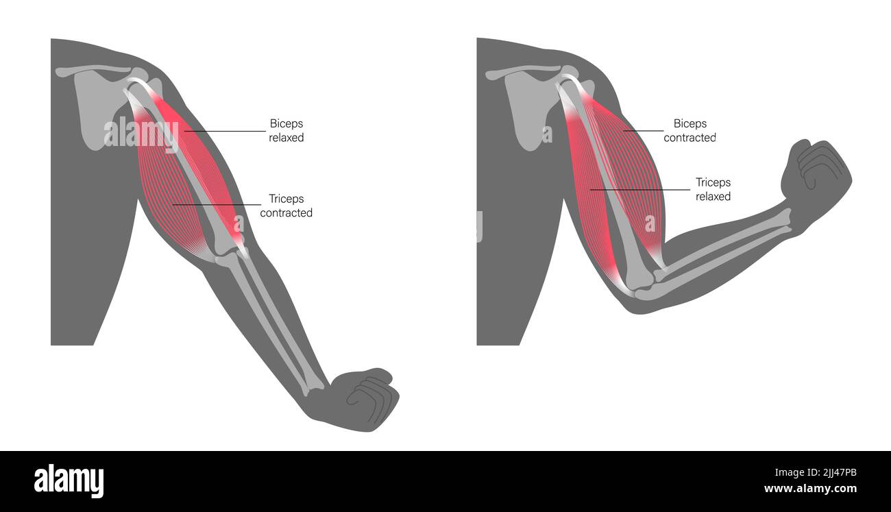 Muscles des biceps et triceps, illustration. Banque D'Images