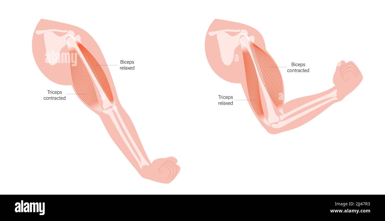 Muscles des biceps et triceps, illustration. Banque D'Images