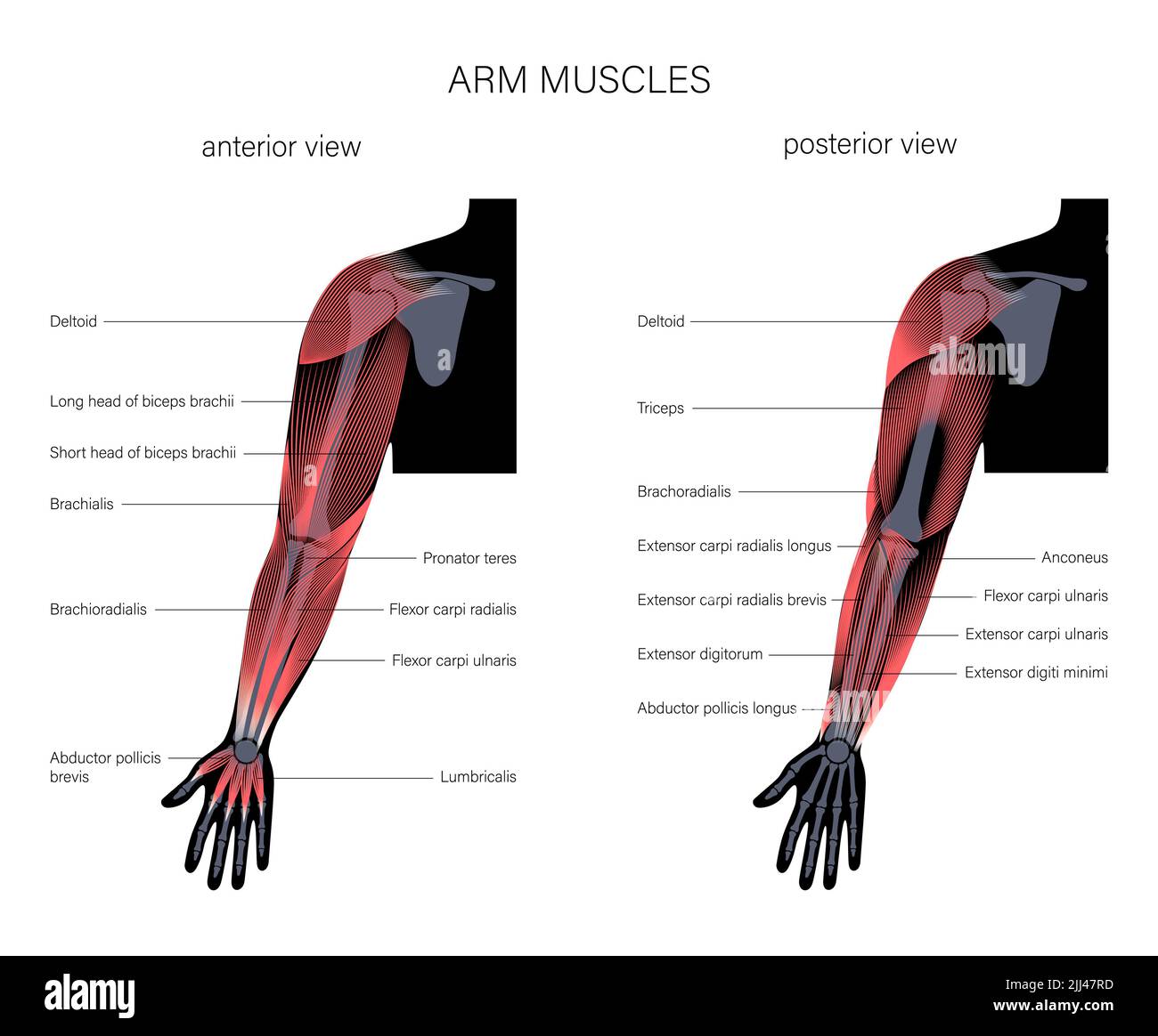 Anatomie du bras, illustration Photo Stock Alamy