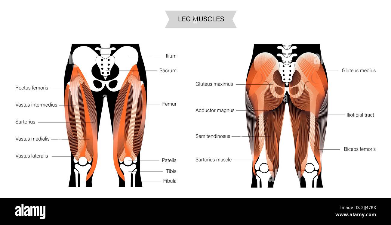 Anatomie de la jambe, illustration. Banque D'Images