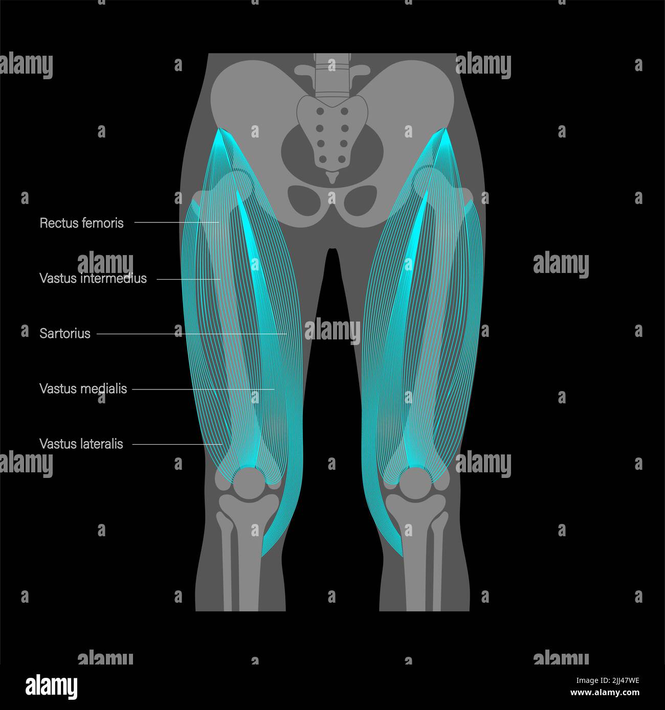 Anatomie du muscle quadriceps, illustration. Banque D'Images