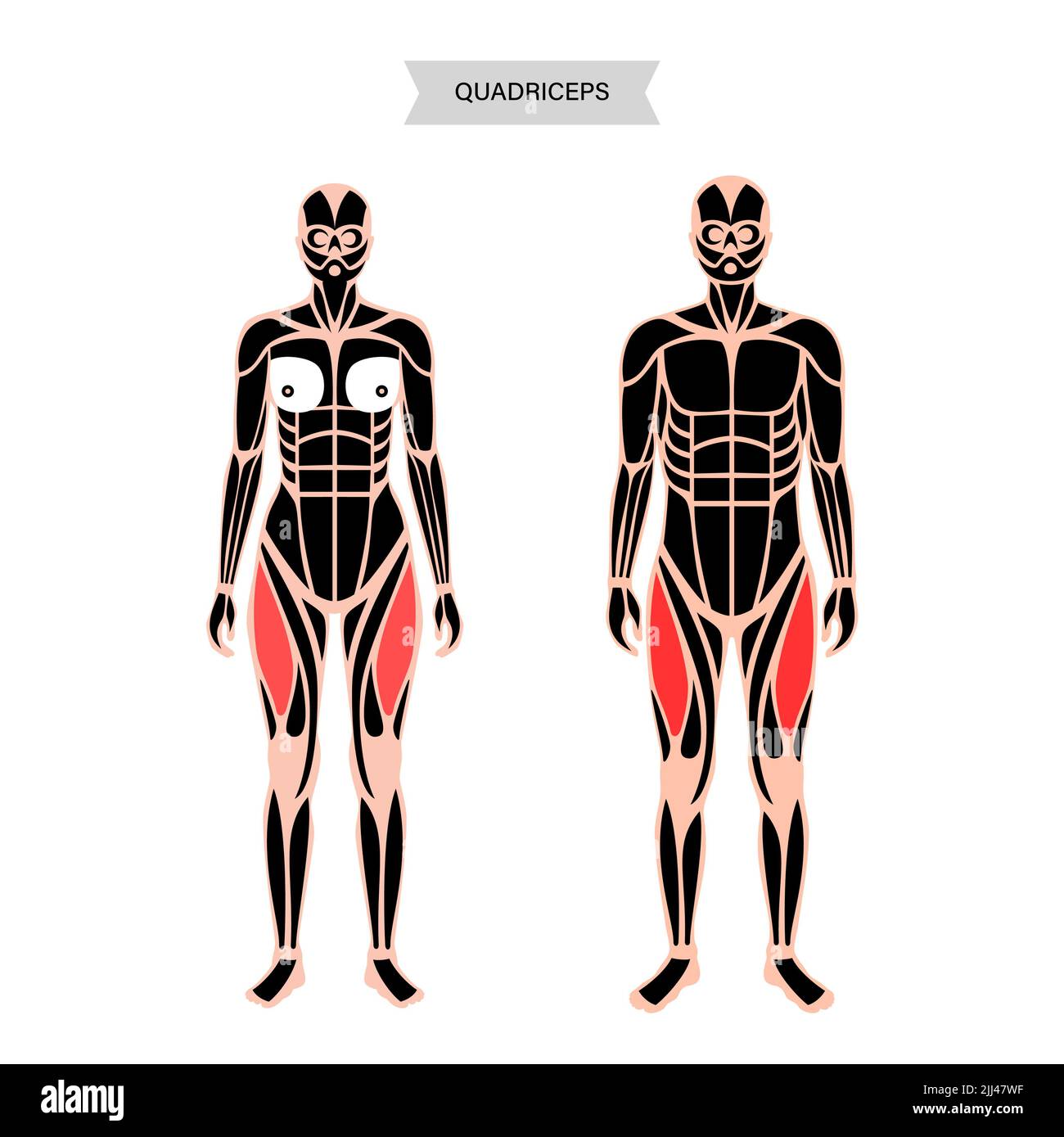 Anatomie du muscle quadriceps, illustration. Banque D'Images