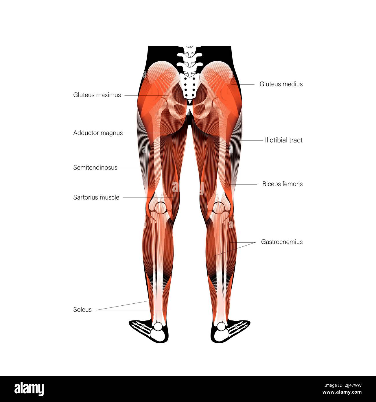 Anatomie de la jambe, illustration. Banque D'Images