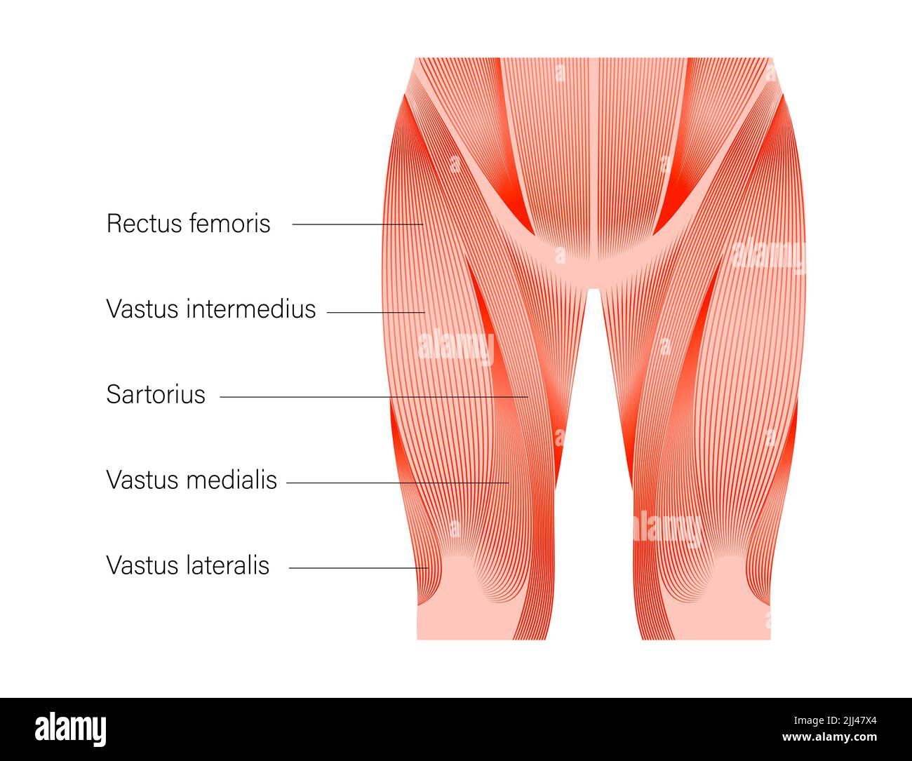 Anatomie du muscle quadriceps, illustration. Banque D'Images