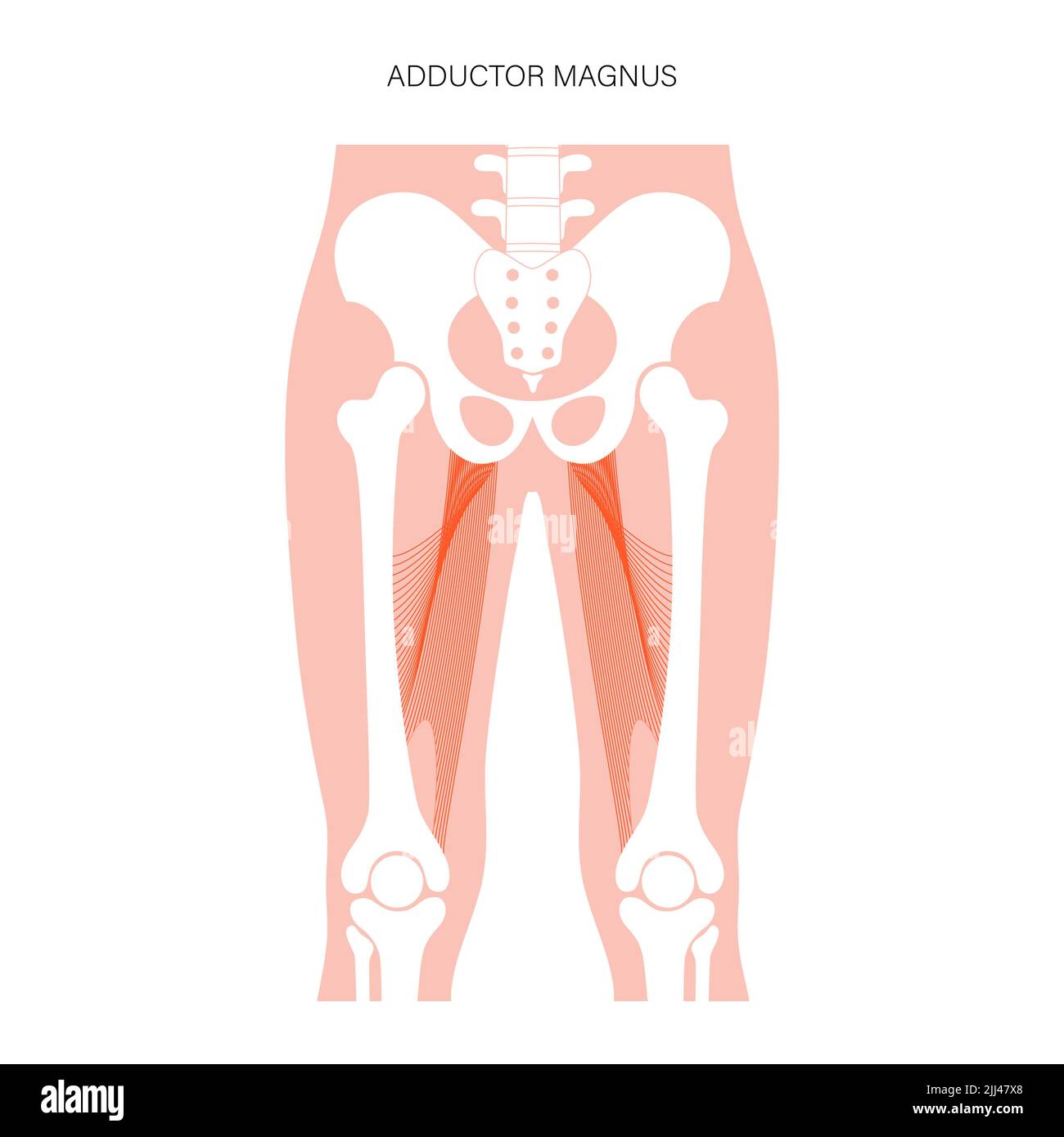 Muscle grand adducteur Banque de photographies et d’images à haute — free download