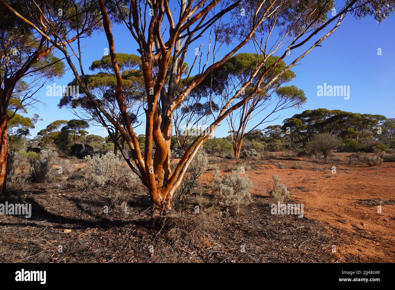 Paysage australien superbement éclairé avec arbres de saumon et de gomme de saumon Banque D'Images
