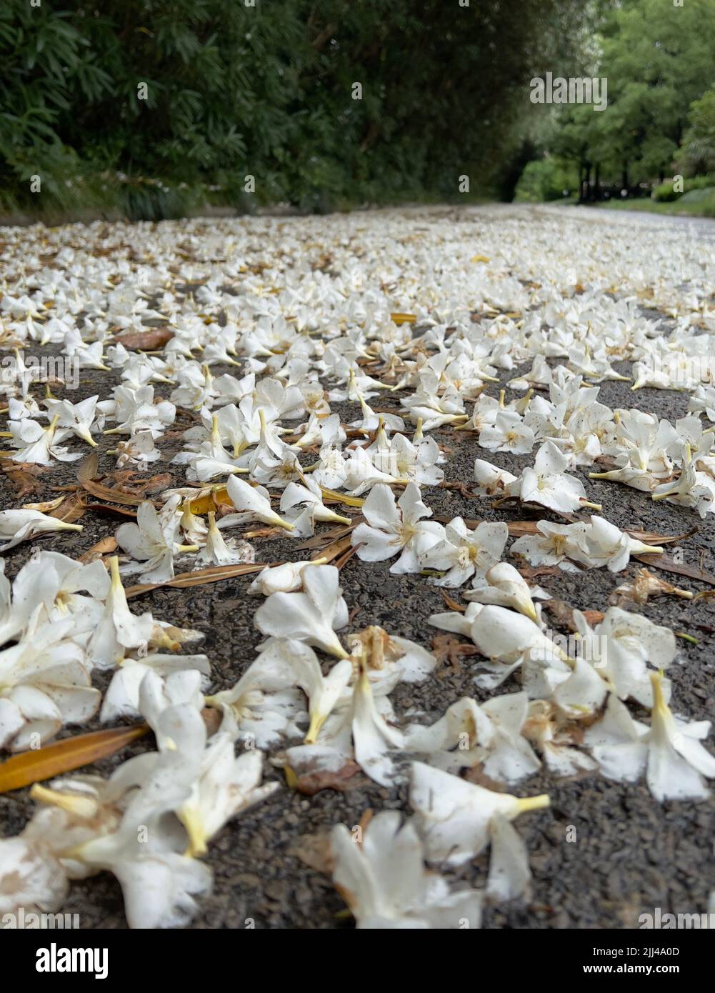 Fleurs d'oléandres couvrant l'allée après une tempête Banque D'Images