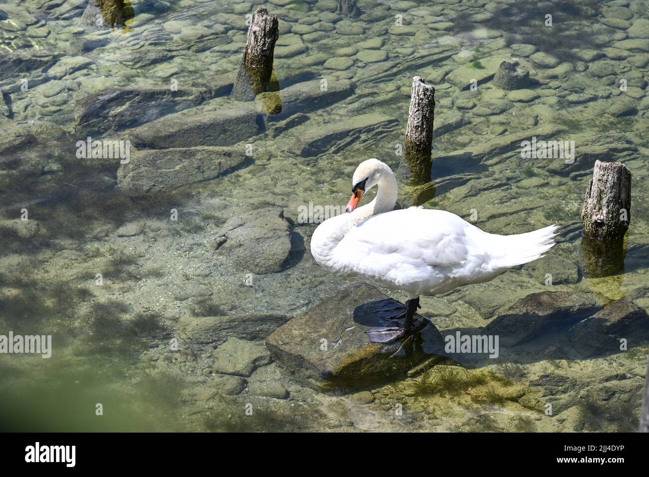 Unteruhldingen am Bodensee, Allemagne. 21st juillet 2022. Un cygne s'élève à marée basse dans le lac de Constance à des vestiges d'une fortification construite autour de 1900. Le niveau du lac de Constance est actuellement faible. Le Musée de l'habitation sur le lac à Unteruhldingen est un musée archéologique en plein air qui présente des découvertes archéologiques et des répliques de villages de piles de l'âge de la pierre et du bronze. Credit: Felix Kästle/dpa/Alay Live News Banque D'Images