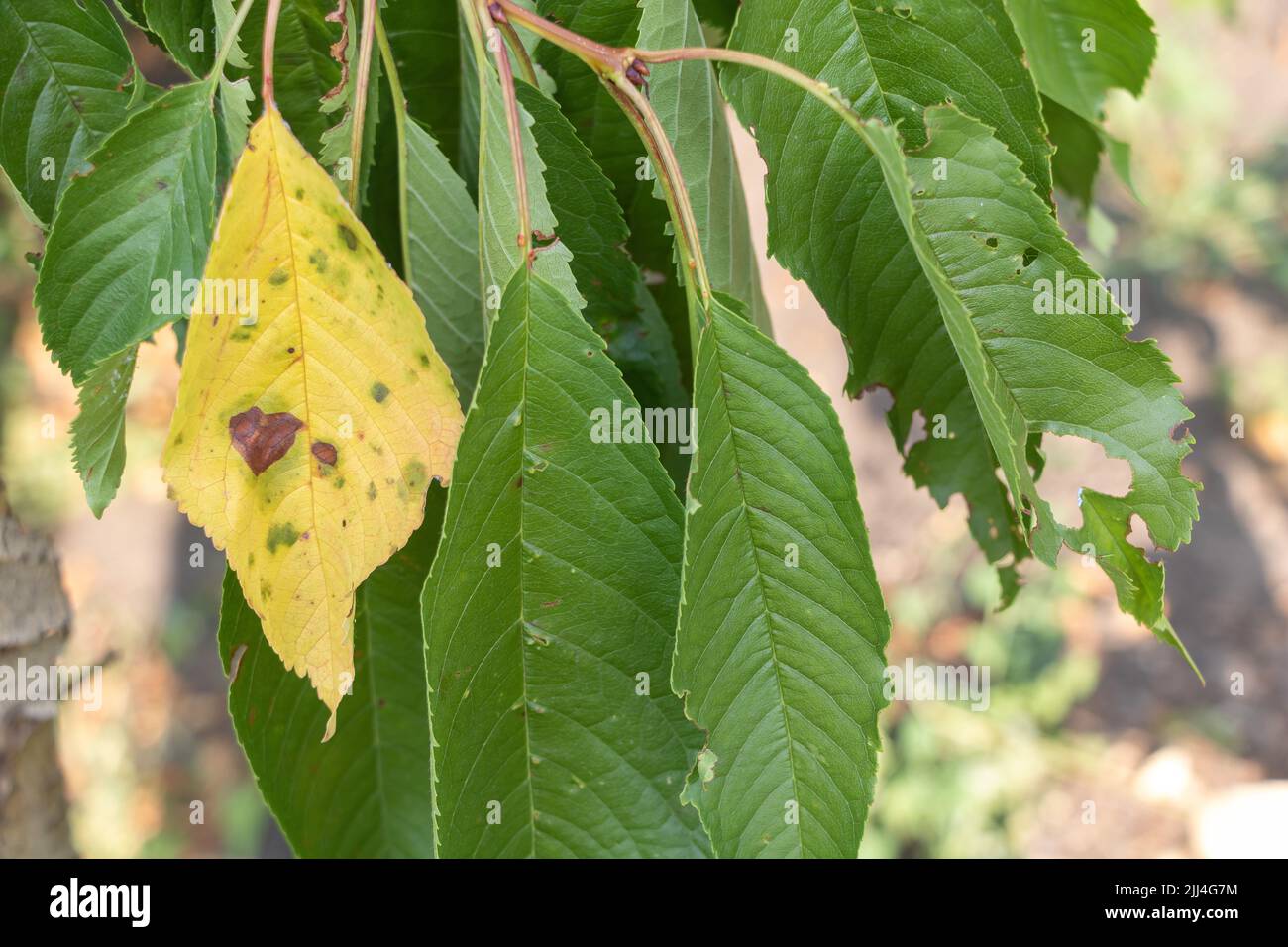Gros plan sur les feuilles d'un cerisier mangées par les ravageurs Banque D'Images