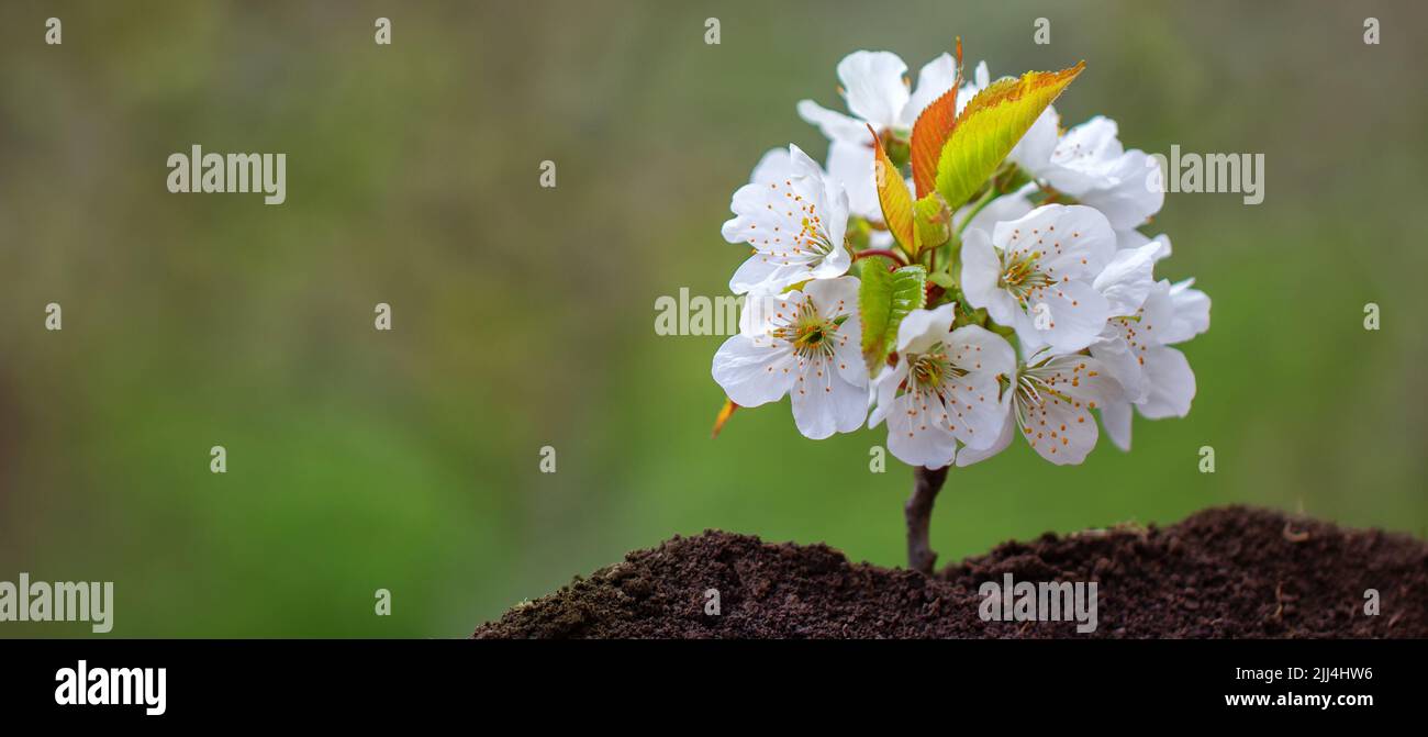 Jeunes pousses de cerise avec fleurs. Arrière-plan abstrait naturel. Banque D'Images
