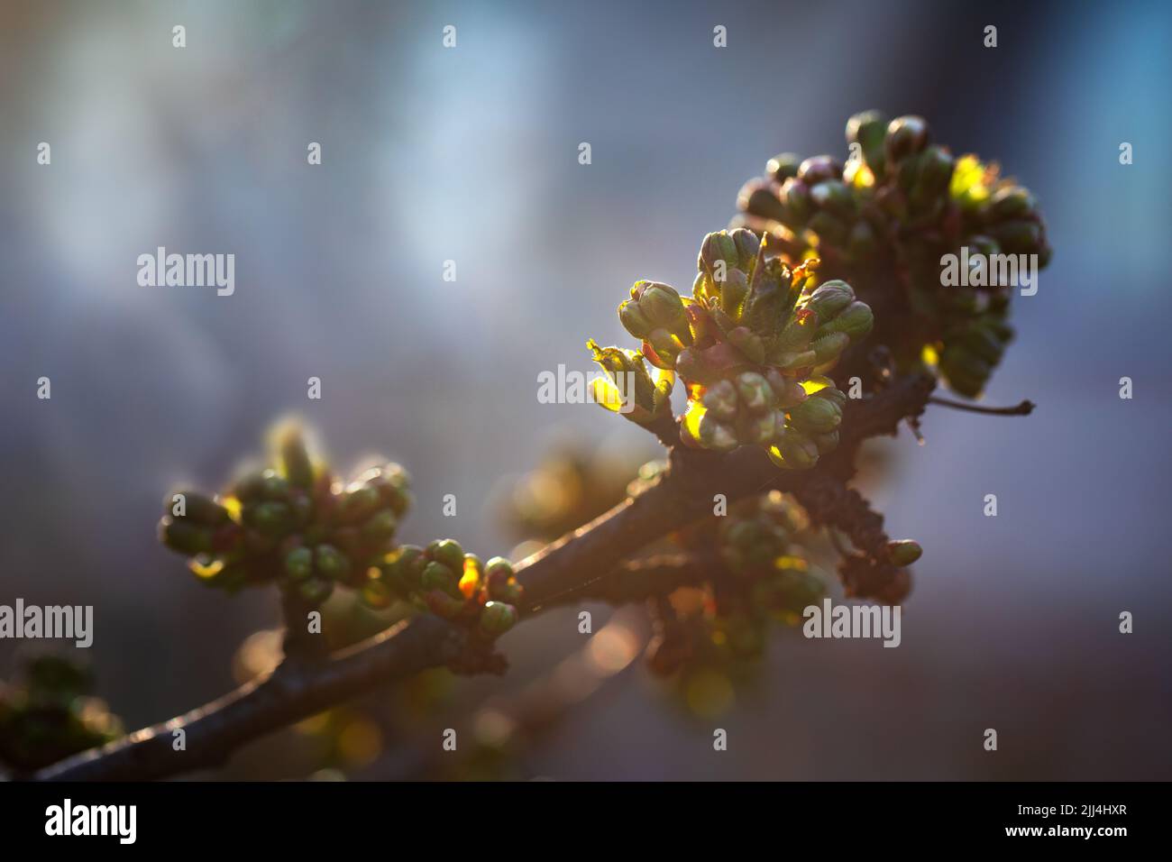 Jeunes pousses de cerise avec fleurs. Arrière-plan abstrait naturel. Banque D'Images