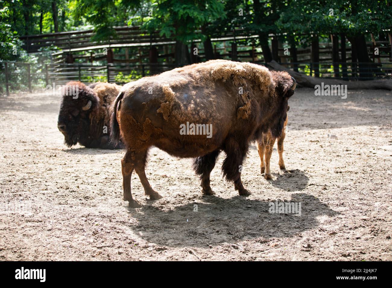 Des bisons bruns se détendent au zoo de nyiregyhaza Banque D'Images