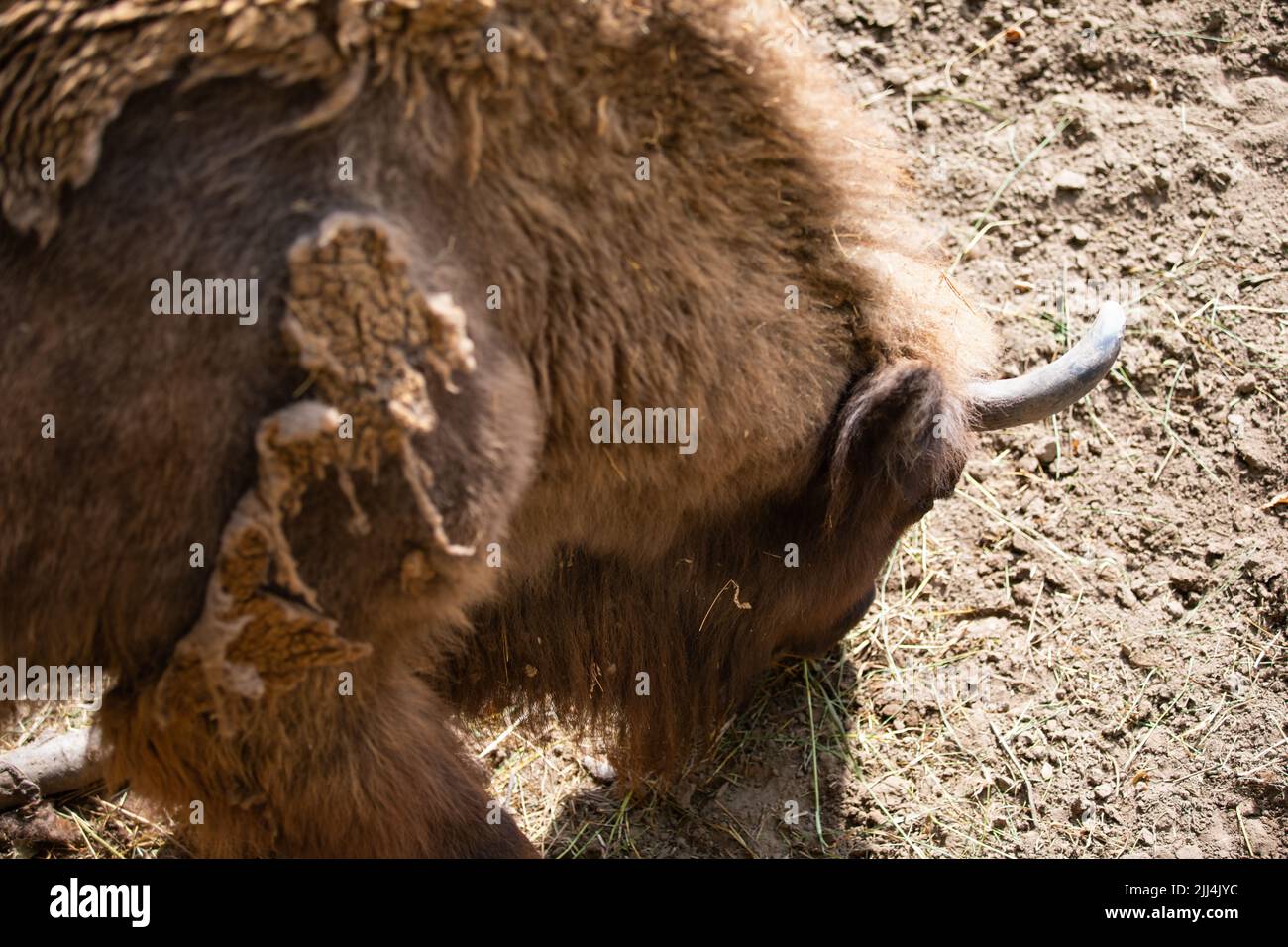 Des bisons bruns se détendent au zoo de nyiregyhaza Banque D'Images