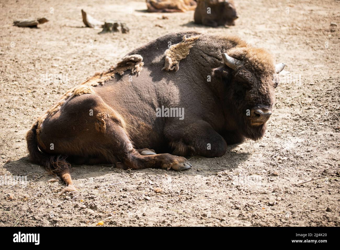 Des bisons bruns se détendent au zoo de nyiregyhaza Banque D'Images