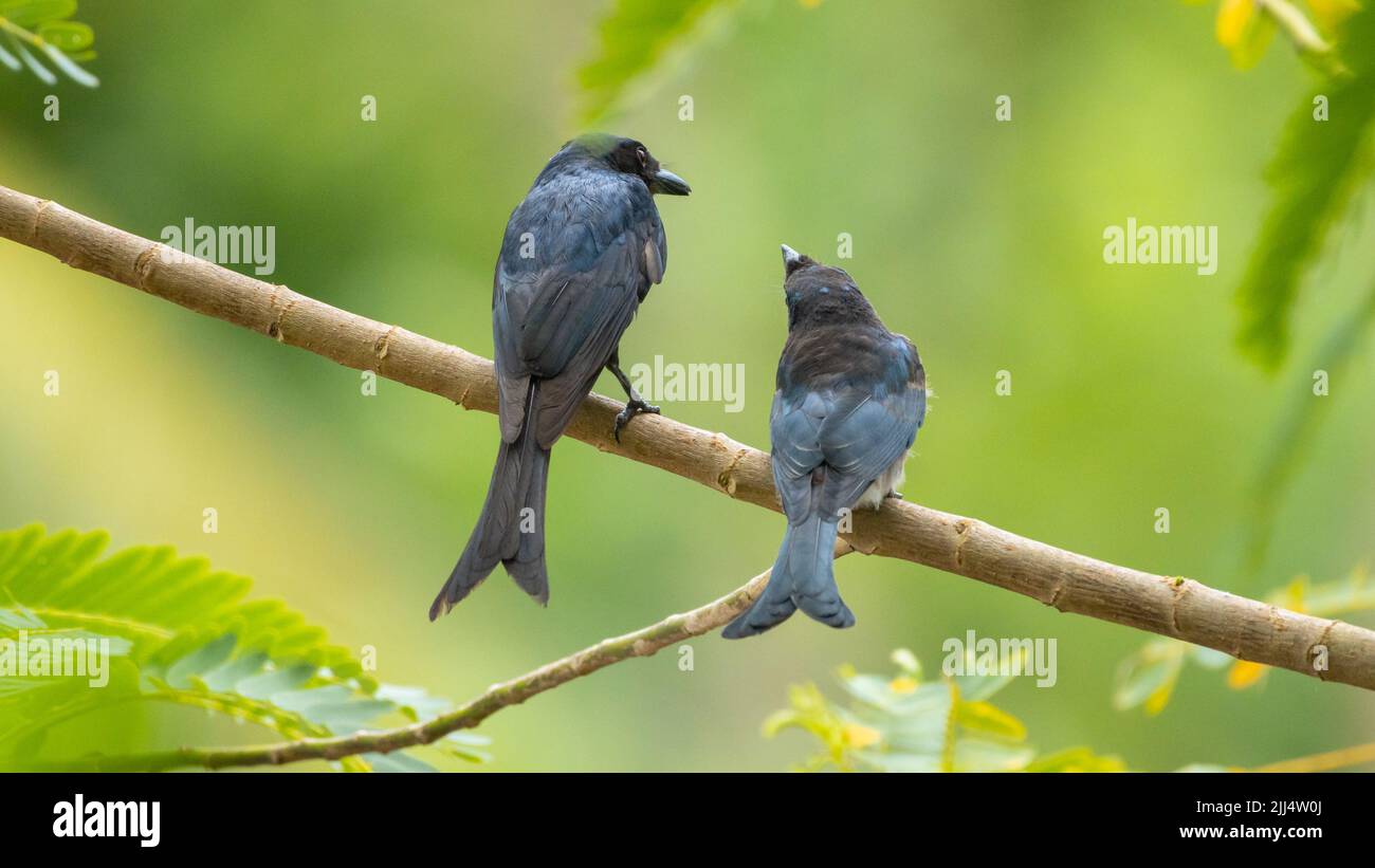 Mère de drongo à queue fourche oiseau nourrissant son drongo juvénile dans une branche d'arbre. Banque D'Images