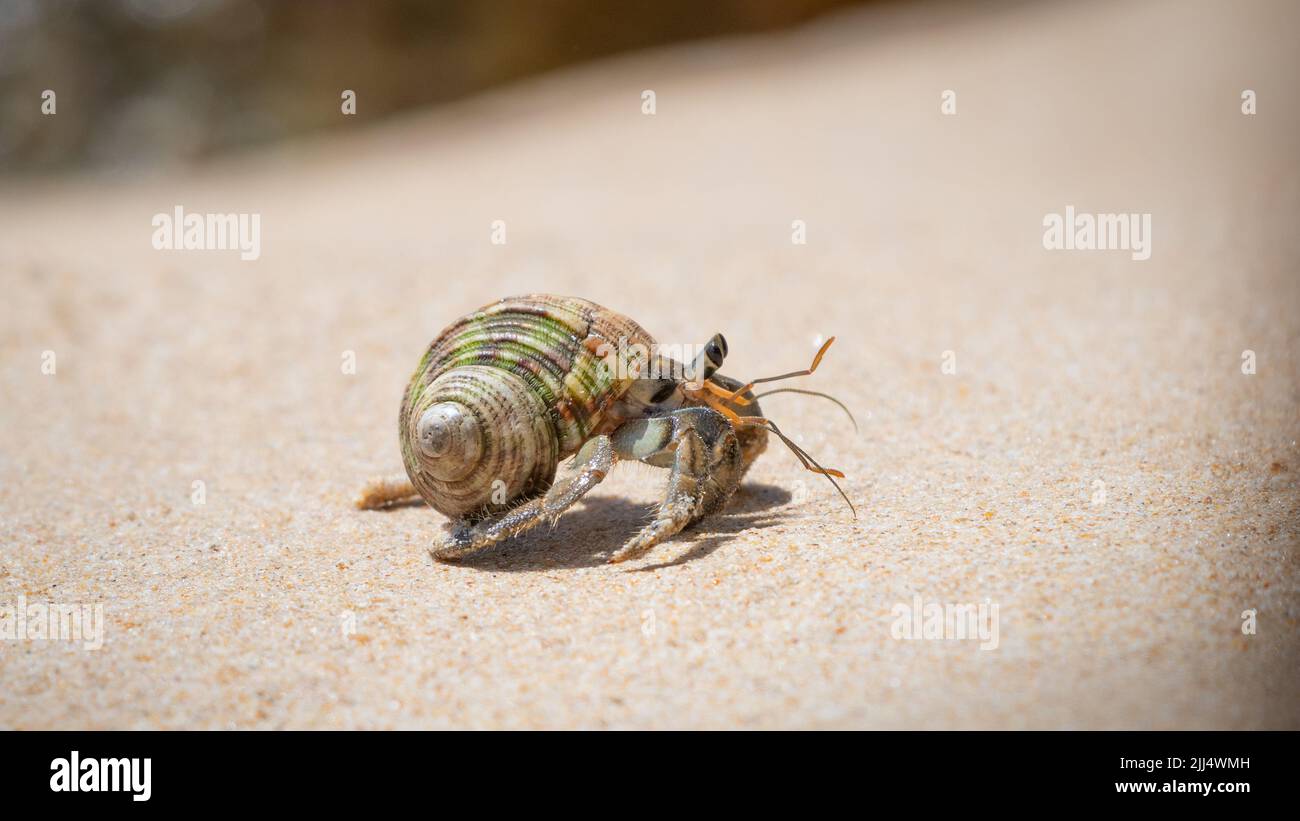 Ermit crabe rampant lentement dans la plage de sable Banque D'Images