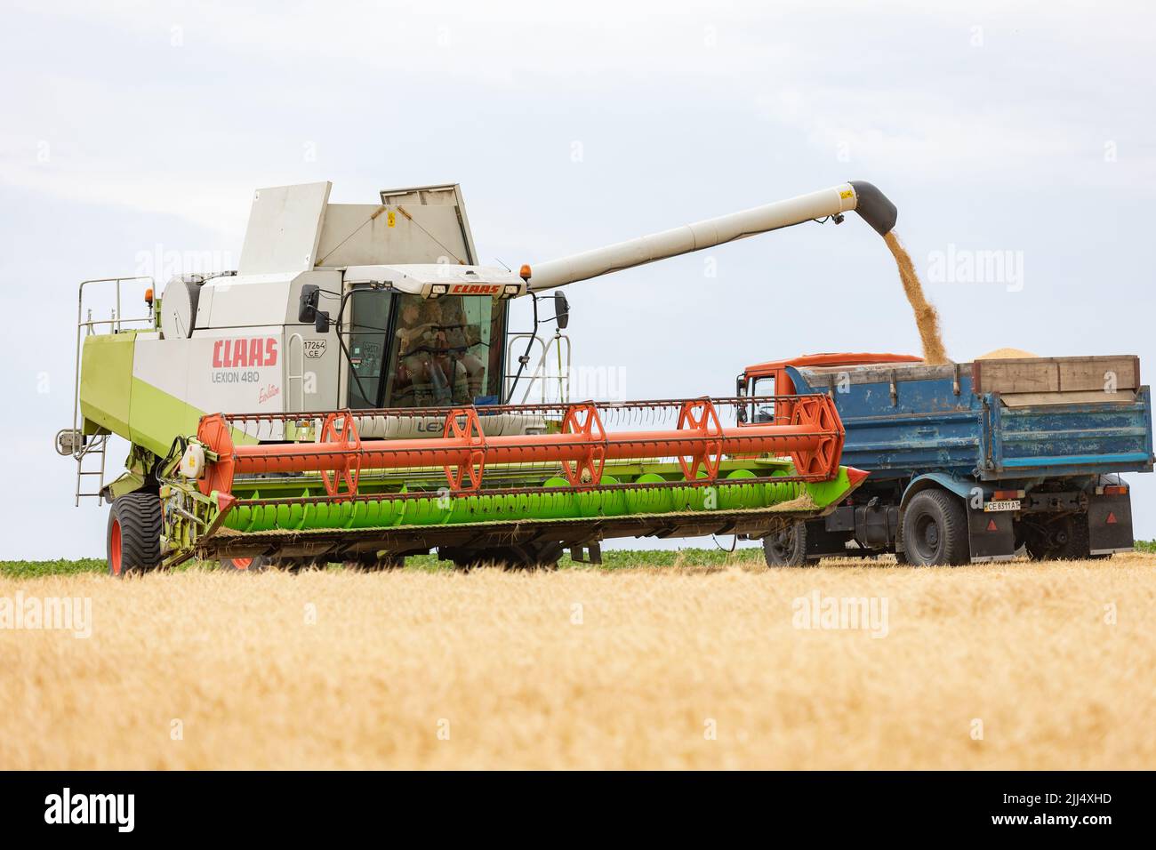 La moissonneuse-batteuse moissonne du blé et la verse dans le camion à benne pendant la récolte du blé à la fin de l'été. Concept d'une récolte riche. Agriculture agricole agricole Banque D'Images
