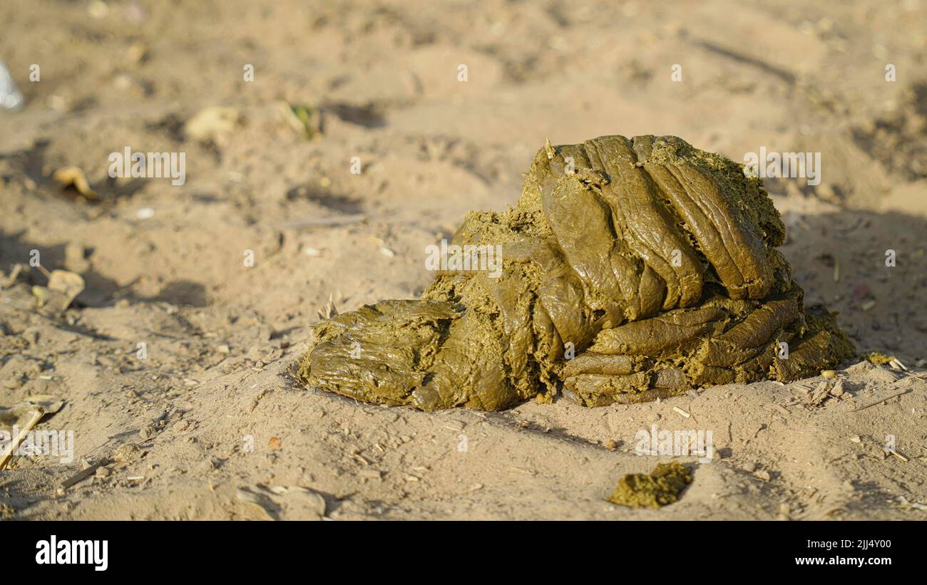 Bouée de vache fraîche sur le sol. Bouée de vache fraîche et biologique dans un sol propre. Banque D'Images
