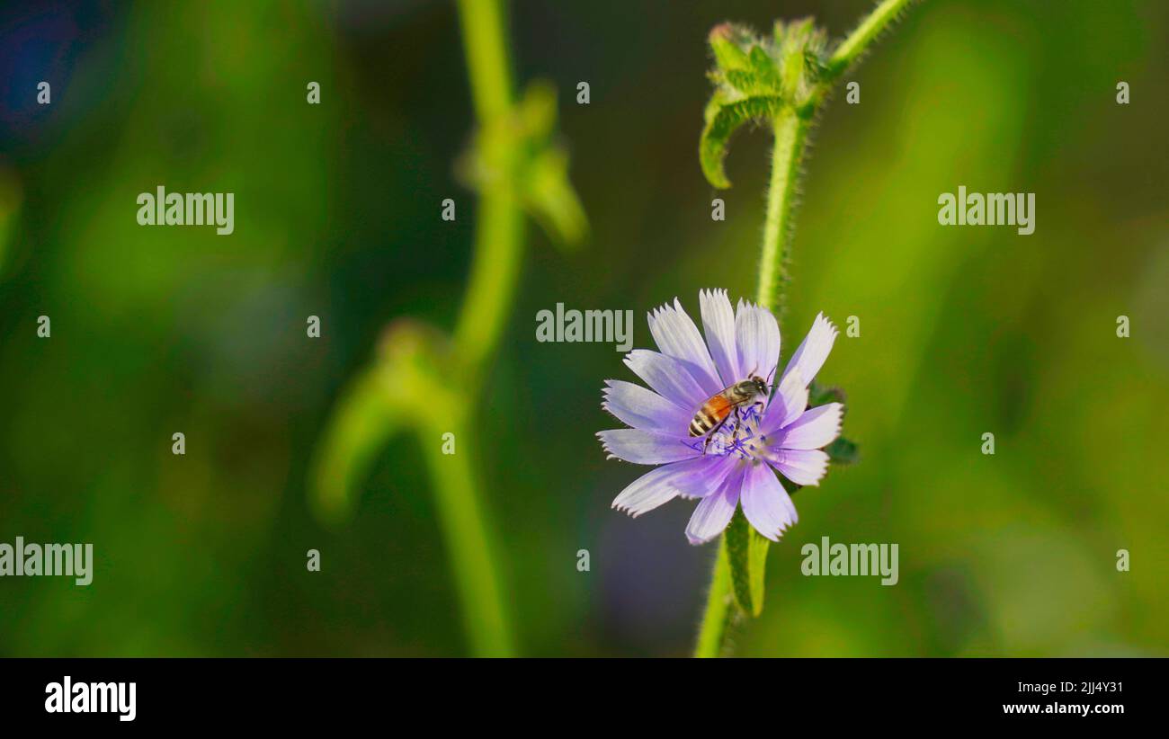 Champ de chicorée bleue. Les fleurs intybus de Cichorium, appelées marins bleus, l'herbe de café, ou la commune de succession est herbacée Banque D'Images