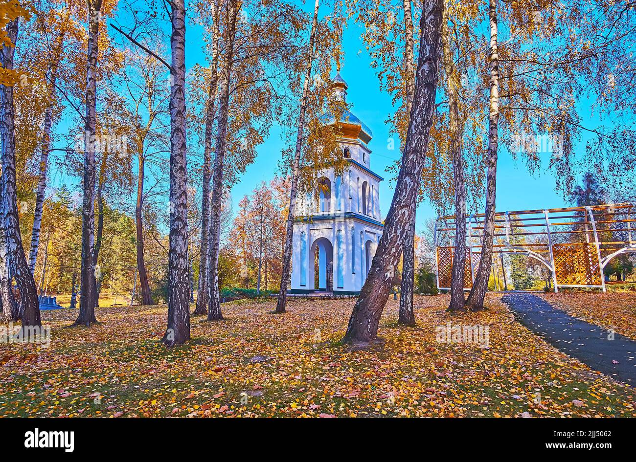 Le beffroi du monastère historique Mezhyhirya Sauveur-Transfiguration derrière la plantation de bouleau d'automne, en Ukraine Banque D'Images