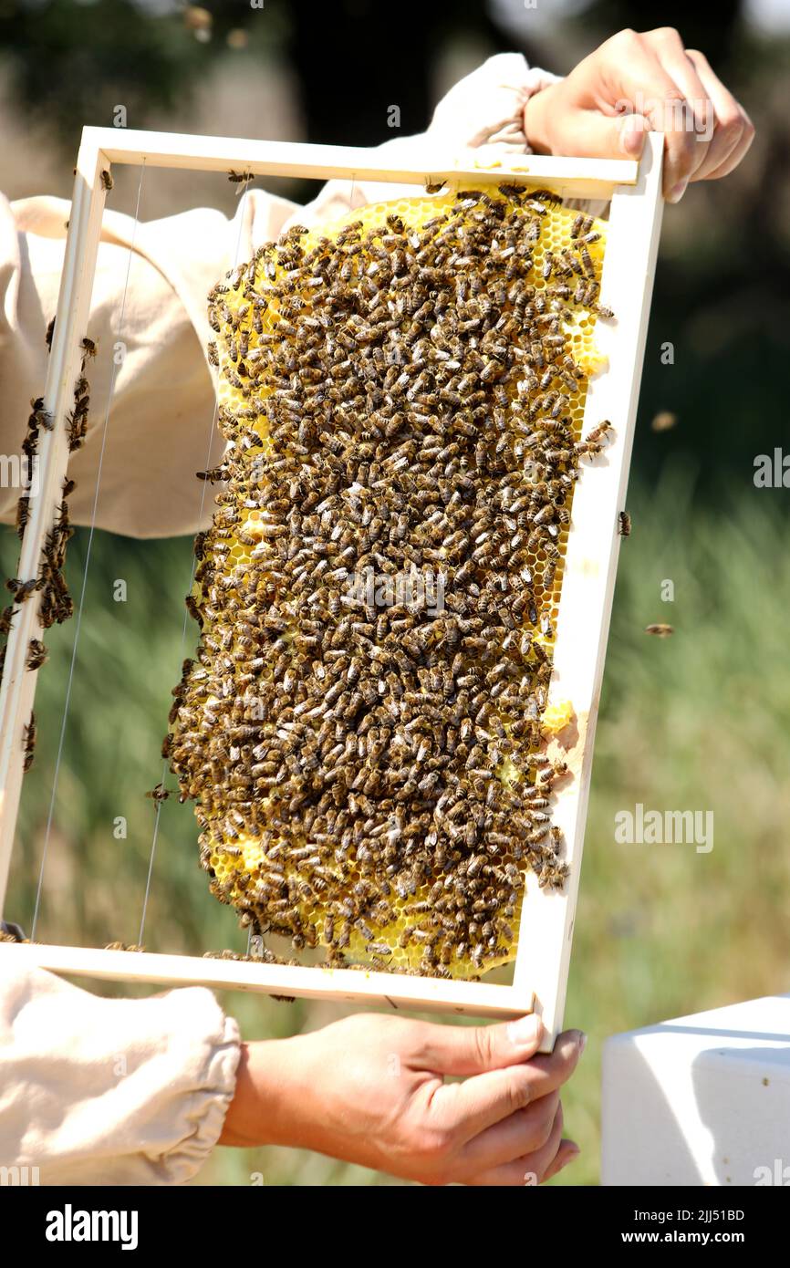 Le gardien de but fait sortir le nid d'abeille de la preuve. Production de miel écologique. Télécharger le miel d'une ruche d'abeille. Beaucoup de miel Banque D'Images