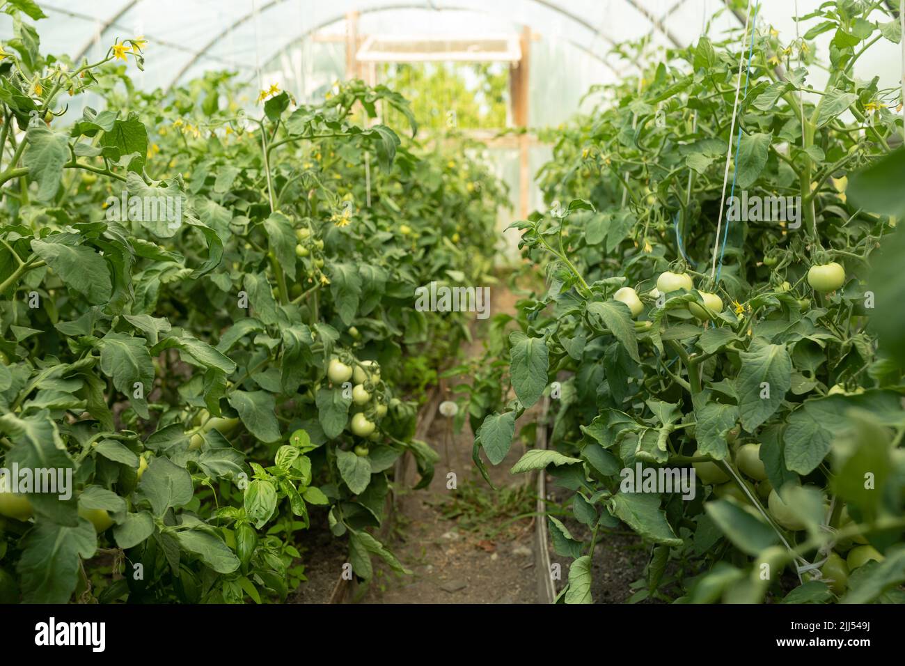 des rangées de tomates vertes mûrissent dans une serre hollandaise Banque D'Images