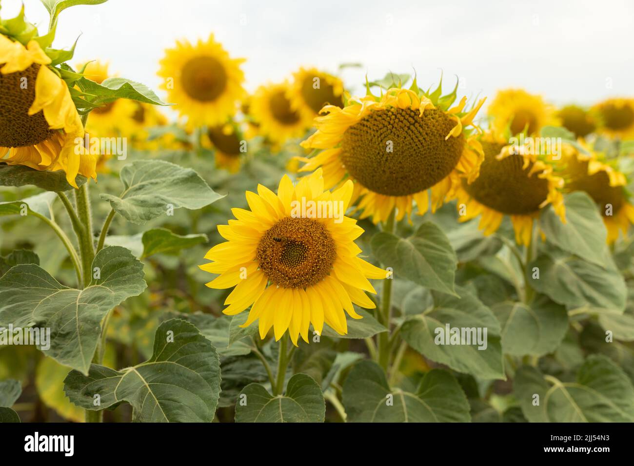 Un champ de tournesols fleuris. Tournesols prêts pour la récolte en Ukraine Banque D'Images