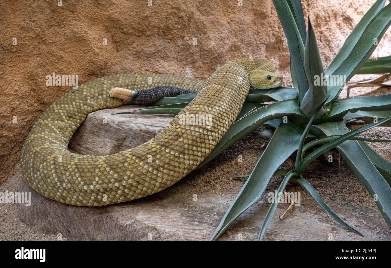 Rattlesnake mexicain de la côte ouest ou Rattler vert mexicain (Crotalus basiliscus), serpent venimeux, originaire de la côte ouest du Mexique, en captivité, Germa Banque D'Images