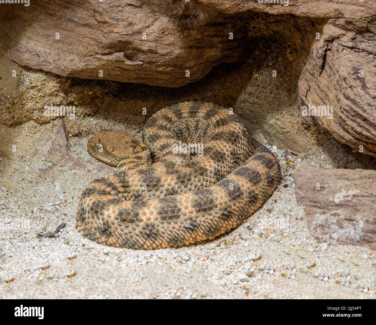 Vipère à cornes, vipère à long nez ou additionneur de sable commun (ammodytes Vipera) Banque D'Images