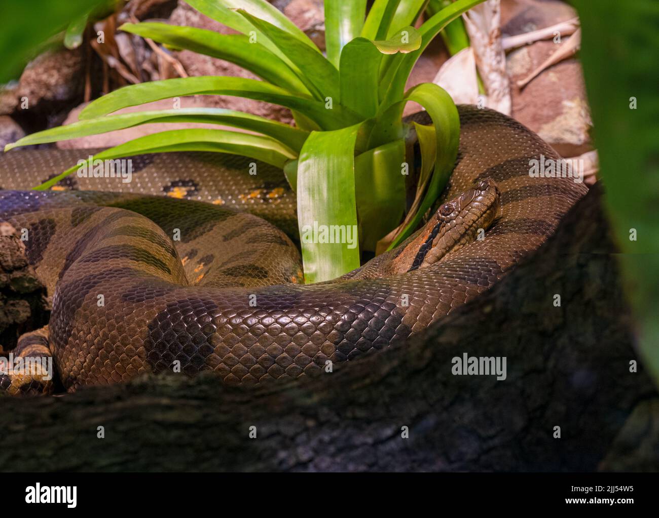 Anaconda verte (Eunectes murinus), également connue sous le nom d'anaconda géante trouvée en Amérique du Sud Banque D'Images