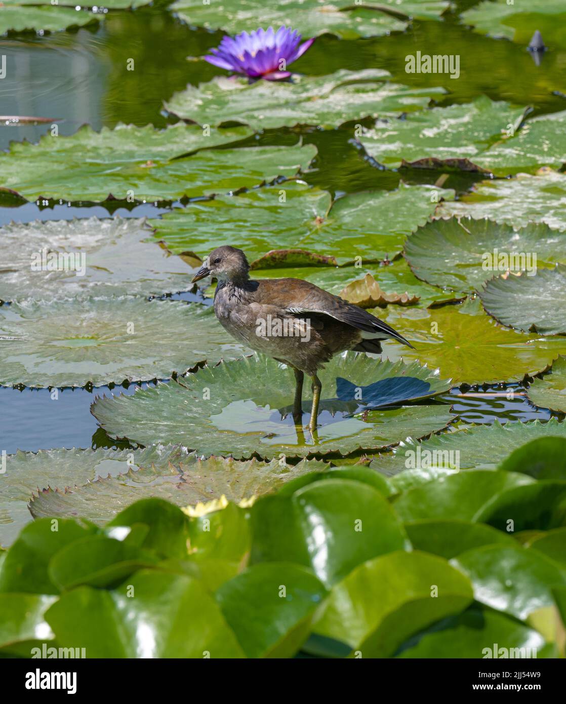 Le jeune Moorhen (Gallinula chloropus) coule au-dessus des nénuphars Banque D'Images