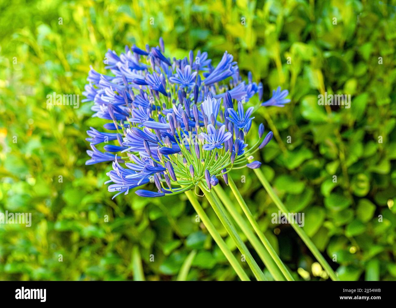 Lys africains (Agapanthus) fleurs violettes aussi appelées Lys du Nil Banque D'Images