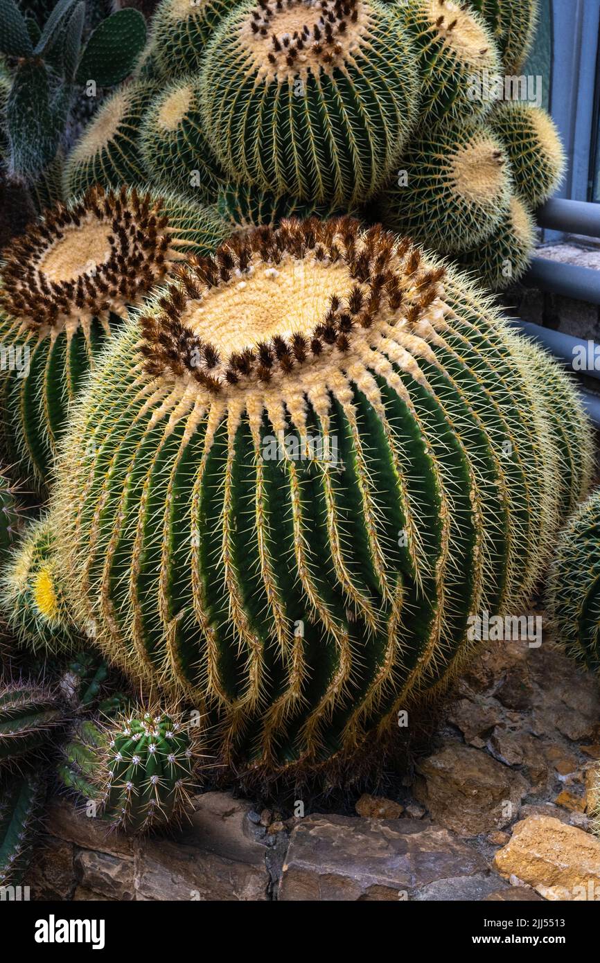 Cactus à canon doré (Echinocactus grusonii). Habitat Mexique. Le cactus cylindrique stocke l'eau dans ses axes striés sphériques. Banque D'Images