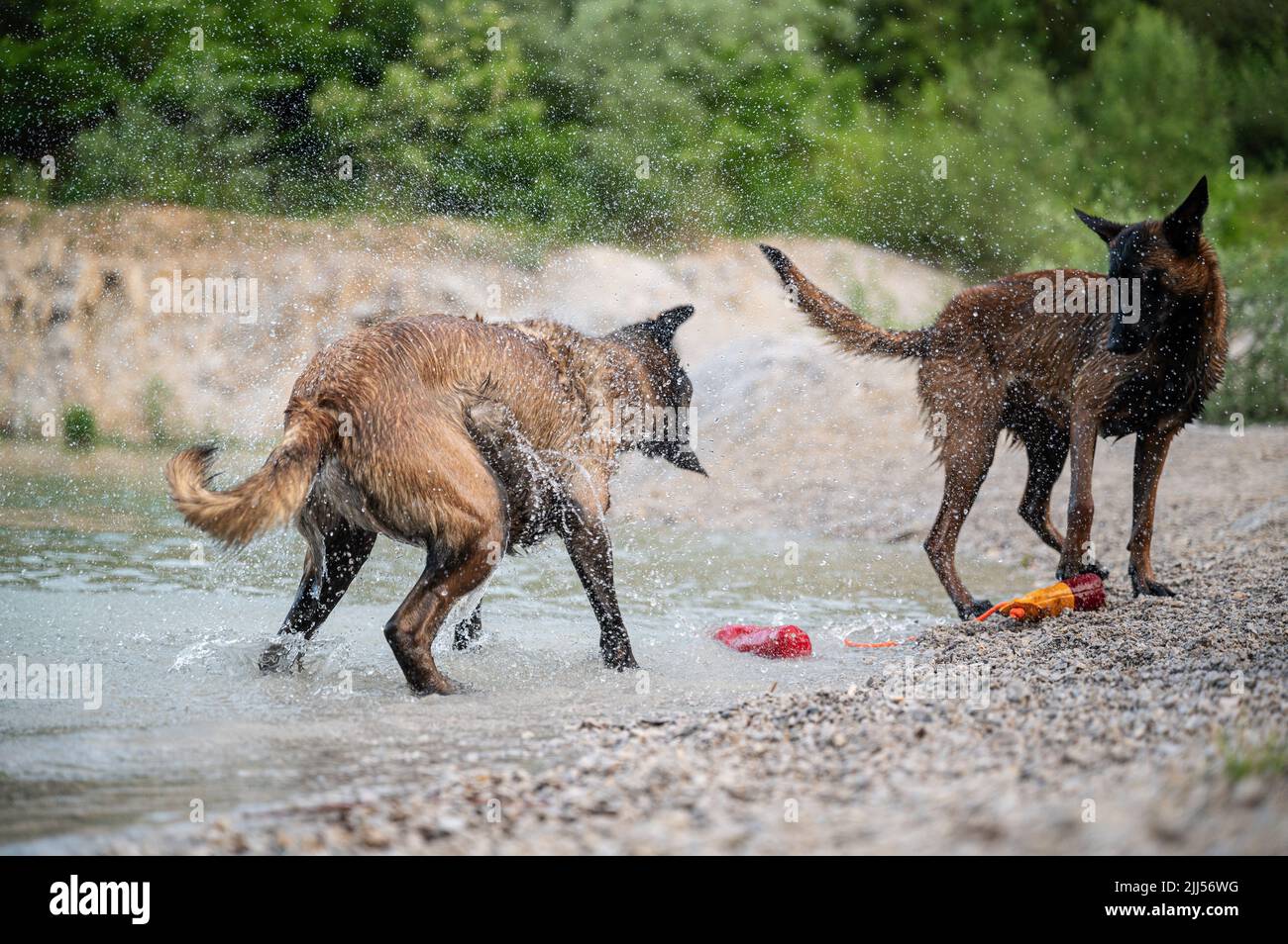 Deux chiens malinois belges mouillés qui jouent au bord du lac, secouant l'eau. Banque D'Images