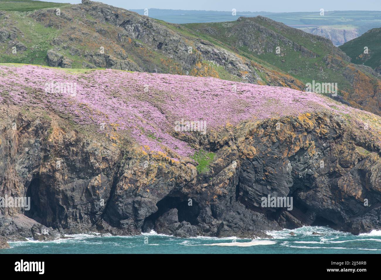 Thrift ou rose marine sur Skomer Island, Pembrokeshire, pays de Galles, Royaume-Uni Banque D'Images