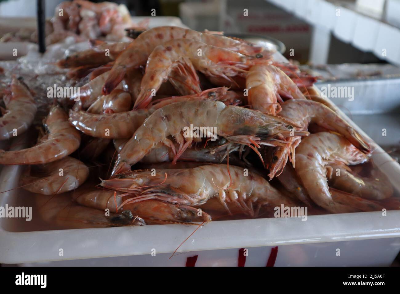 Tas de crevettes fraîches sur les comptoirs du marché public à Ubatuba, SP, Brésil. Crevettes sur des glaçons. Crevettes crues sur glace. Mets délicats à base de fruits de mer Banque D'Images