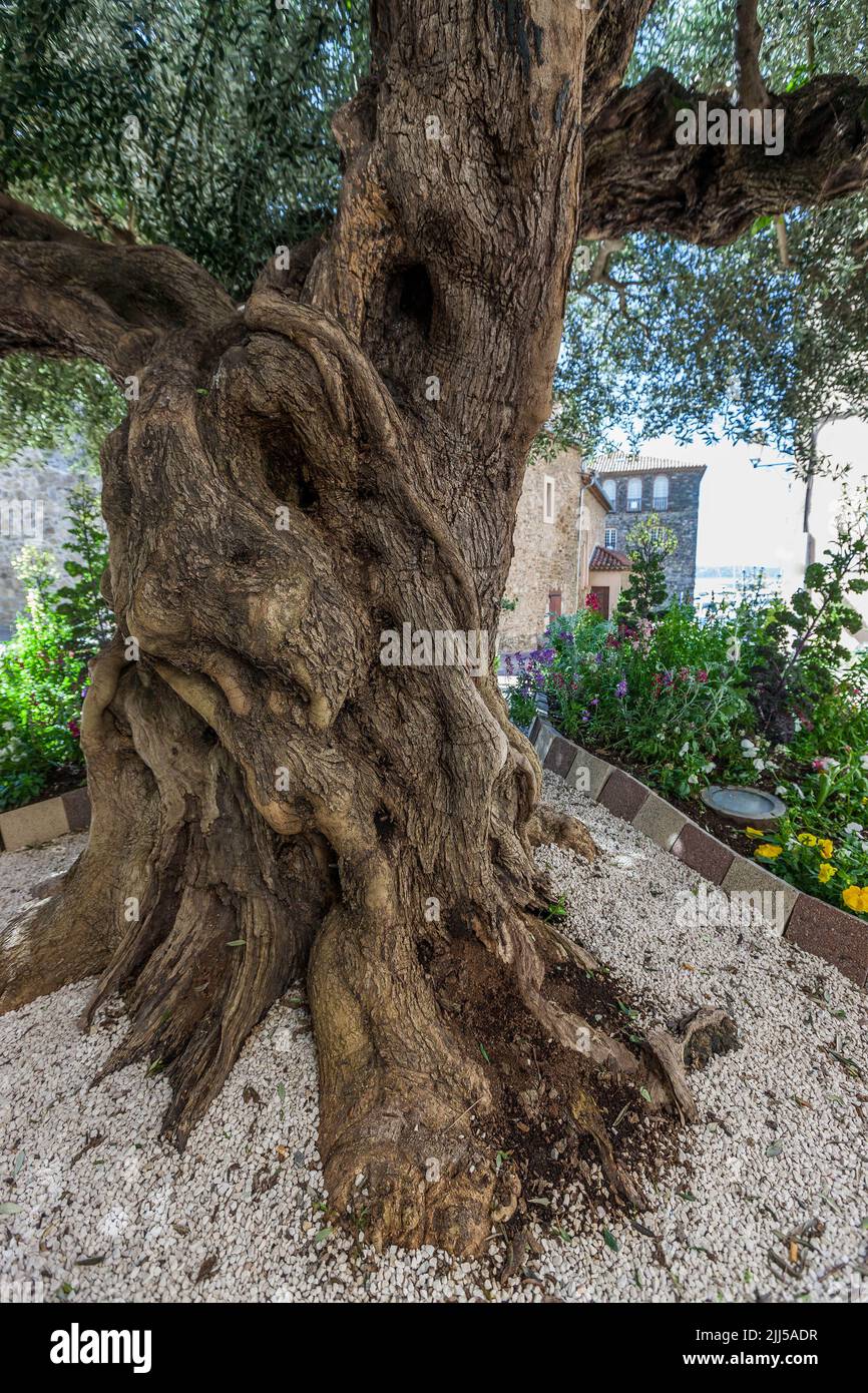 France, Var (83) Sainte-Maxime, Olivier Millennium Banque D'Images