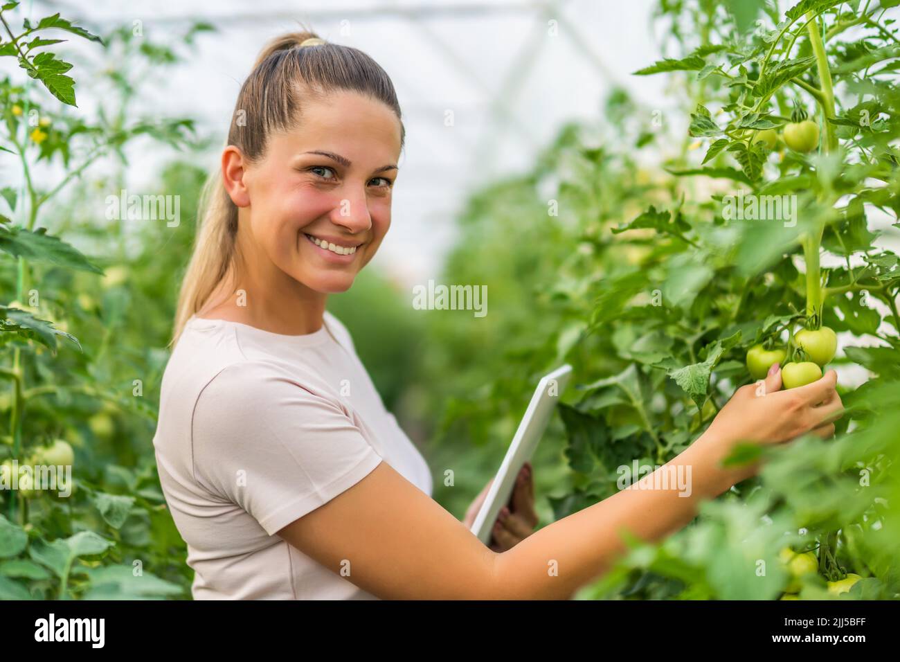La femme examine les progrès des tomates dans sa serre en été. Banque D'Images