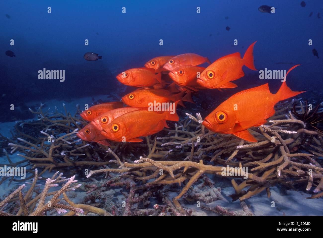 Bullseye de lune ou Bigeye de queue de croissant (Priacanthus hamrur), mer d'Andaman, Thaïlande, Asie Banque D'Images