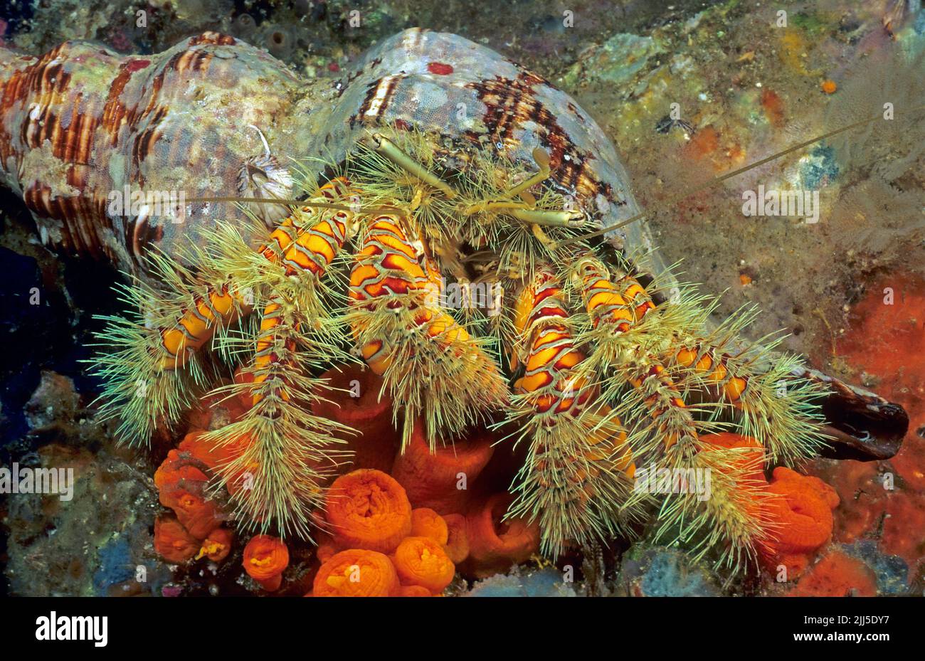 Crabe hermite jaune poilu ou grand crabe hermite poilu (Aniculus maximus) dans un récif de corail, mer d'Andaman, Thaïlande, Asie Banque D'Images