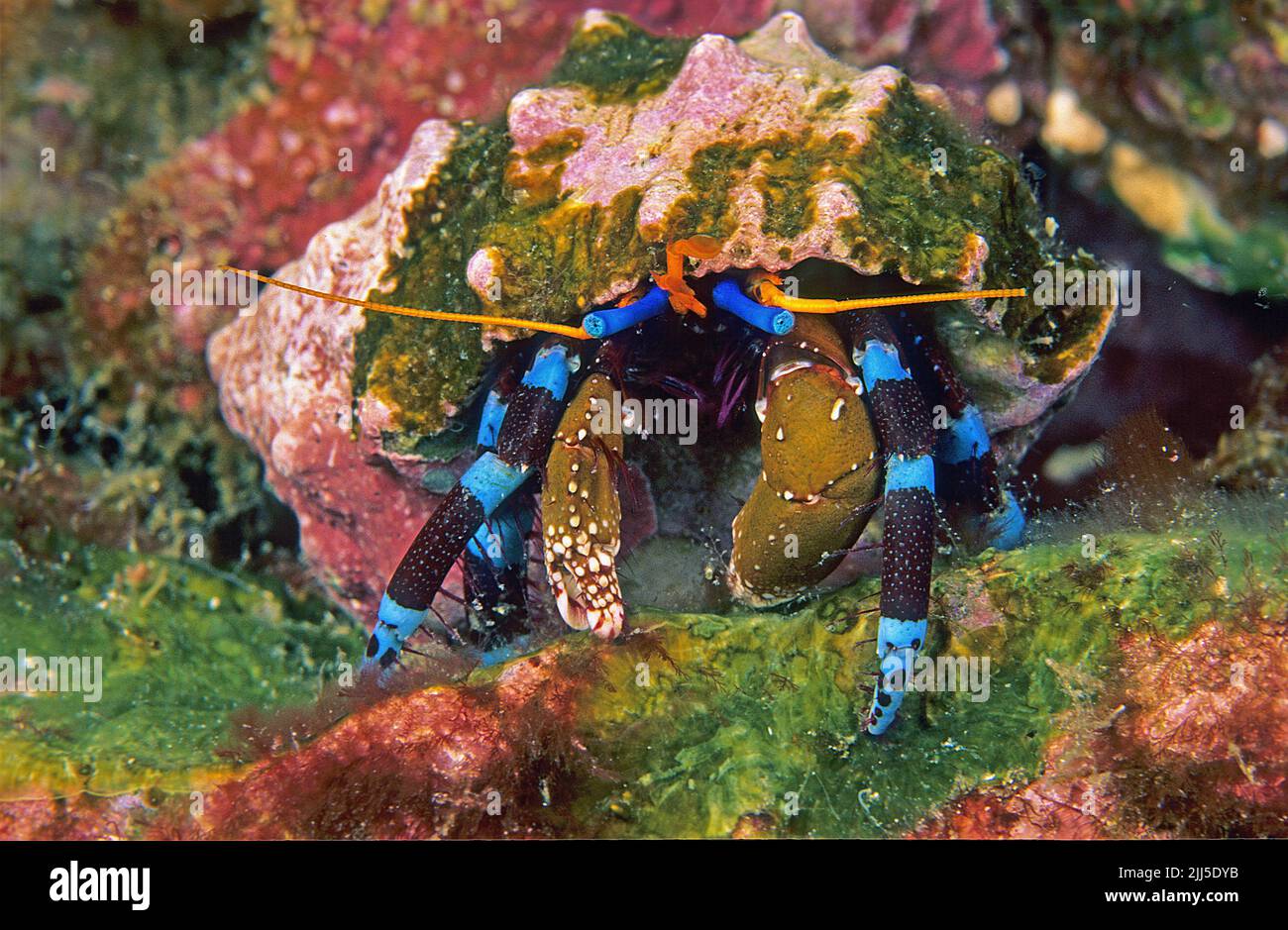 Crabe hermite ligne bleue (Calcinus elegans), le plus beau crabe hermite, Myanmar, mer d'Andaman, Asie Banque D'Images