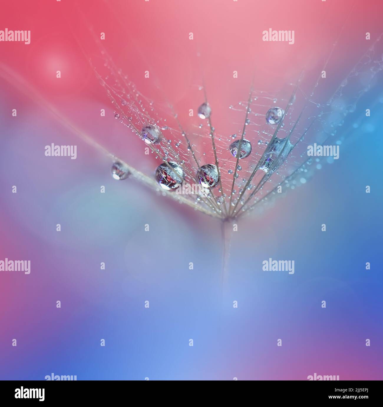 Magnifique arrière-plan nature.Design d'art floral.Abstract Macro Photography.Dandelion Flower.Blue Background.Creative Artistic Wallpaper.Pink Color. Banque D'Images