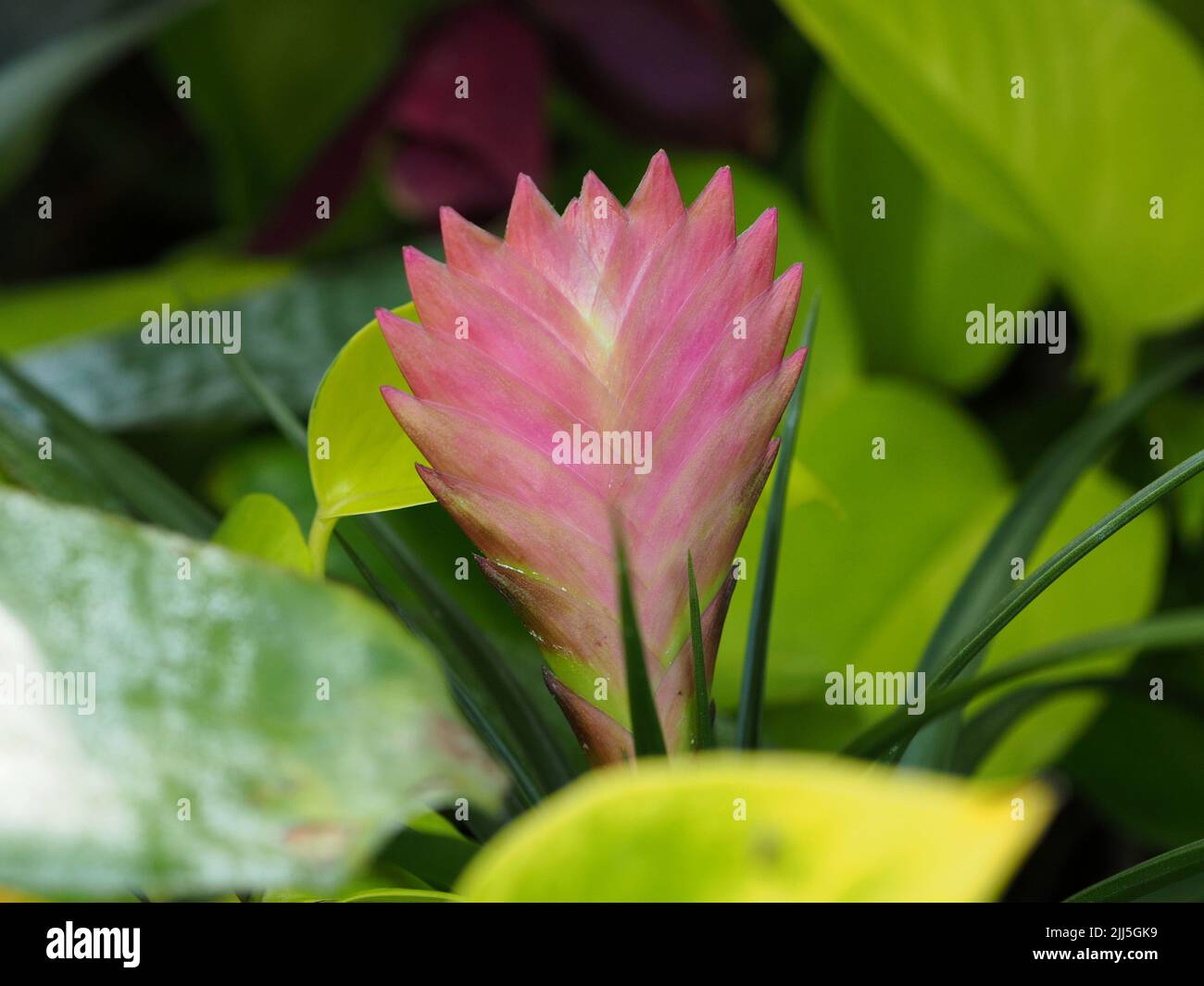 Magnifique fleur de éventail de broméliade (Tillandsia cyanoa) à la serre tropicale d'Ottawa, Ontario, Canada. Banque D'Images