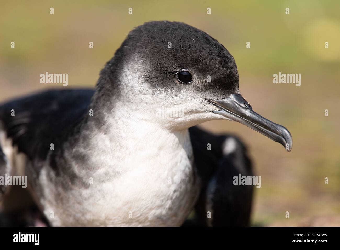 Manx shearwater poussa sur l'île Skomer ou en plein air pendant la journée en raison de vents forts vers le sud qui empêchent la migration. Banque D'Images